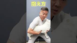 中型犬の抱っこの仕方#shorts