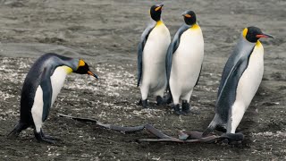 Hilarious! King Penguin Gets Seaweed Stuck to Foot | Discover Wildlife | Robert E Fuller