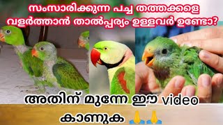 #Green_Parrot_Birds_Malayalam. സംസാരിക്കുന്ന പച്ച തത്തക്കളെ വളർത്താം.