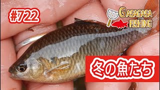 シリーズ最後はさらに広い水路へ！冬の魚たちの様子をみてみます！