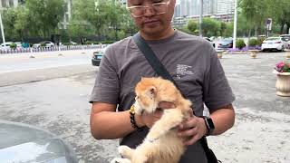 12色长毛金渐层满身猫癣宣告收猫失败，休息计划也泡汤了