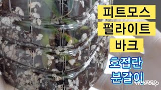 호접란을 피트모스 1: 펄라이트 1: 바크 1 로 혼합한 식재로 심는방법. How to plant Phalaenopsis with peatmoss perlite bark.