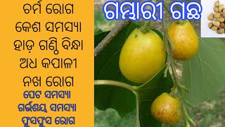 ଗମ୍ଭାରୀ ଗଛର ଉପକାରିତା। Gambhari Tree benefits in odia, Gmelina arborea plant,