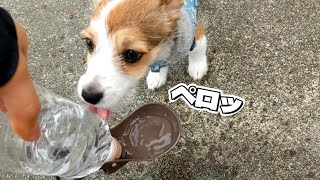 【ミニコーギー育成日記】散歩時の水分補給って大事！