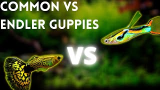 Endler Guppies VS Common Guppies - WHICH ONE SHOULD YOU GET???