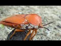 tessaratoma papillosa drury_spawning and urinating.