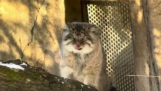 Pallas's cat ボルくん　レフくんと交渉に・・・　レフ〜交代しないかぁ〜と言ってそう‼️ マヌルネコ　那須どうぶつ王国　2025年1月1日