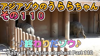 アジアゾウのうららちゃん（１１０）♪終わりだゾウ♪（東山動植物園）Baby of the Asian elephant Part 110