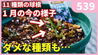 １２月に植え付けした球根の現在の様子 by 園芸チャンネル 539 園芸 ガーデニング 初心者