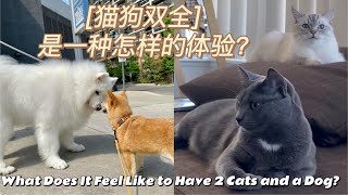 【柴犬koko】猫狗双全是一种怎样的体验？ What Does It Feel Like to Have Two Cats and A Dog