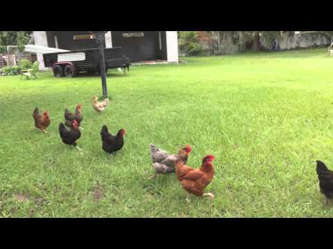 Backyard chickens -- cheap entertainment Backyard chickens -- cheap entertainment