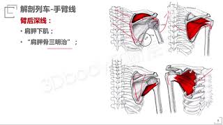 解剖列車20 - 手臂線：臂后深線，肩胛骨就是