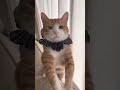 【cat】tiktokメドレーおねだり上手　 shorts cat cats cute 猫動画 猫　 ねこ tiktok かわいい 可愛い