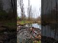 Mud Trap!! Beaver Dam Removal At Mega Beaver Dam! #shorts