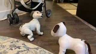 Aibo - Run, Aibo, Run!