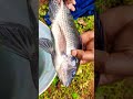 Home fishing | Home fishing pond | Village fishing | #fishing #tilapia  #homefishing