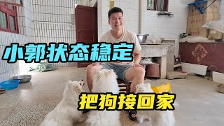 因为怀孕我们把狗子们送人了？小郭现在稳定了，可以把它们带身边【咕嘟郭旅记】