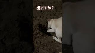 #埋蔵金#紀州犬#どん兵衛#きんちゃん