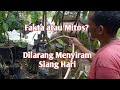 Jangan Menyiram Tanaman Siang Hari Mitos atau Fakta?