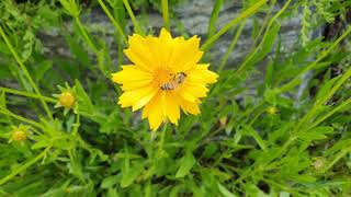 B Roll Stock Footage of bee on flower