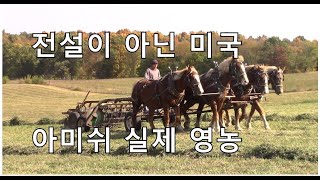 미국의 아미쉬 신앙인 전통 농사법 Amish farmer