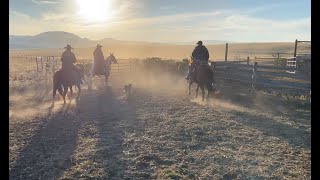 SHIPPING DAY!!!! The best day of ranching for the year!