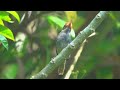 ashy tailorbird s call