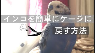 インコをとっても簡単にケージに戻す方法！