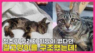 목덜미를 심하게 물려 척추가 부러져서 희망이 없어 보였던 길고양이를 구조해서 이름을 '희망이'라고 붙여주었습니다