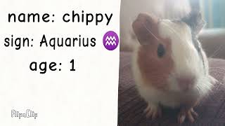 meet chippy