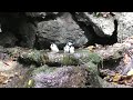 山中湖 大洞の泉のエナガとシジュウカラとコガラ　その１（4k動画）