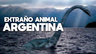 Strange Animal is Recorded in Bariloche. Is Nahuelito Back?