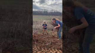 Digging blackberry plants at penseberryfarm.com