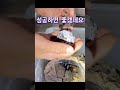 반려 타란툴라가 알을 낳았습니다 번식에 성공할수 있을까요 타란툴라 번식 부수입 크세네티스블루 번식성공시 만원