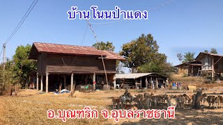 บรรยากาศชนบทอีสานแบบในอดีต บ้านโนนป่าแดง ต.หนองสะโน อ.บุณฑริก จ.อุบลราชธานี