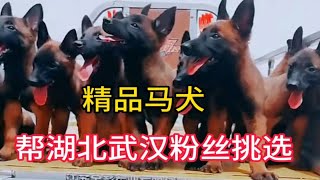 探索农村大狗市 今天帮武汉粉丝挑选马犬泰迪金毛