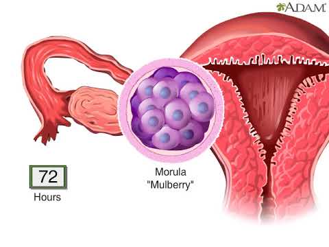 What is the fate of part C after fertilization?