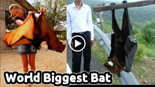 Huge Animals😮 that captured in camera | 20 Biggest Animals Ever Captured! | Video#392 #huge #shorts
