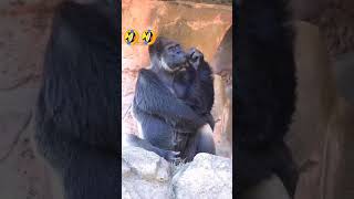 இந்த வருஷம் நான் தான் #funny #funnyvideo #funnyanimals#monkey #monkeyfunny #monkeys #gorilla #short