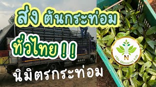 🌱ส่งพืชกระท่อมทั่วไทย ทุกภาค ทุกจังหวัด🌱โครงการ นิมิตรกระท่อม 🌱 EP. 11 🌱