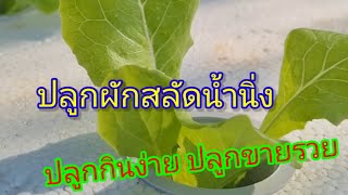 ปลูกผักสลัดน้ำนิ่ง