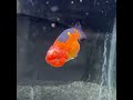 極上　タイガーらんちゅう　12cm 金魚 らんちゅう goldfish