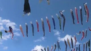 Koinobori Festival　Kanna 神流町こいのぼり祭り 20160429 2810