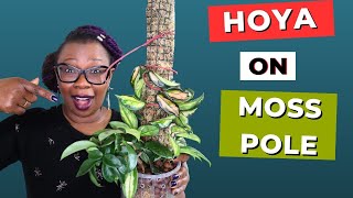 Can You Grow A HOYA on A Moss Pole?