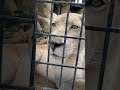 秋寒✎ 53 ホワイトライオン・白獅子・リズムちゃん・沖縄こどもの国・・・white_lion・okinawa zoo u0026 museum 20241130