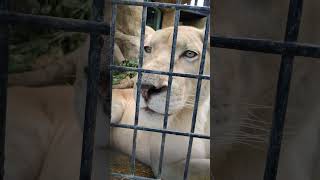 秋寒✎(53)ホワイトライオン・白獅子・リズムちゃん・沖縄こどもの国・・・White_Lion・Okinawa Zoo \u0026 Museum(20241130)