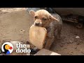 Street Puppy Gets Rescued With A Piece Of Bread | The Dodo Little But Fierce