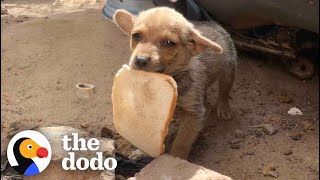 Street Puppy Gets Rescued With A Piece Of Bread | The Dodo Little But Fierce