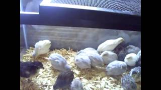 Raising Baby Button Quails In A Glass Brooder