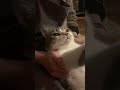 ねこエステ